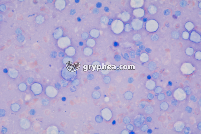 Macrophages x200 - gryphea.org